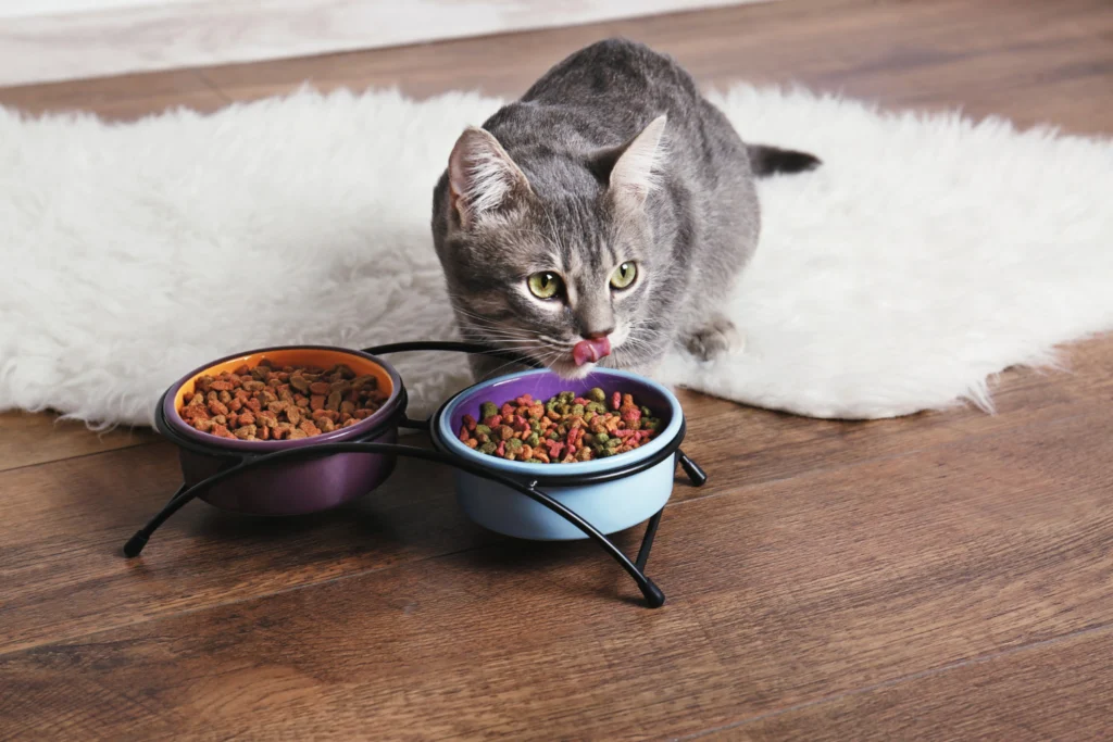 l'alimentation des chatons : transition vers l'alimentation adulte