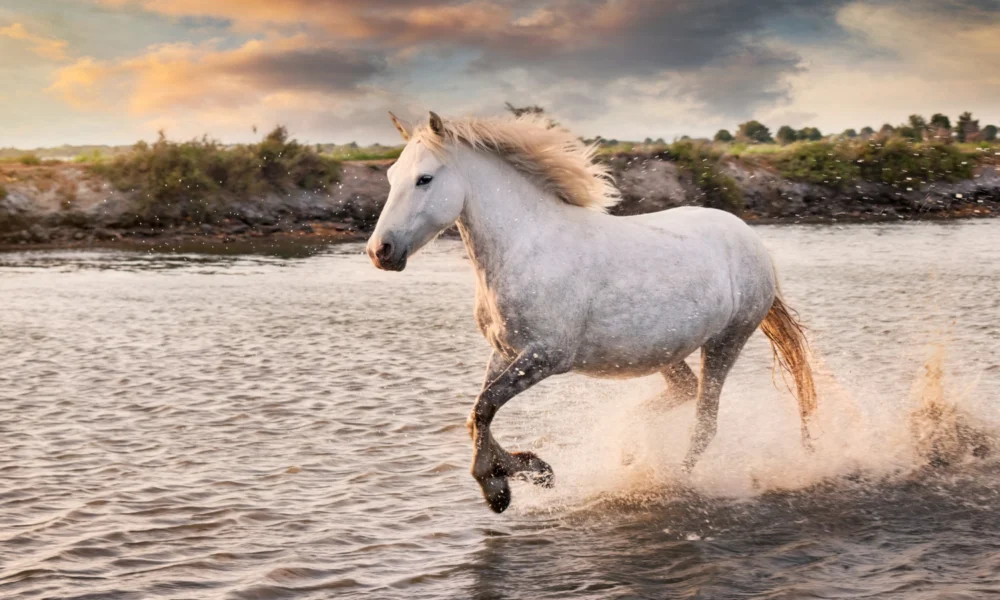 Quel est le poids moyen d'un cheval ?