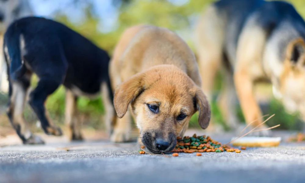 Chien obsédé par la nourriture : comment réagir ?