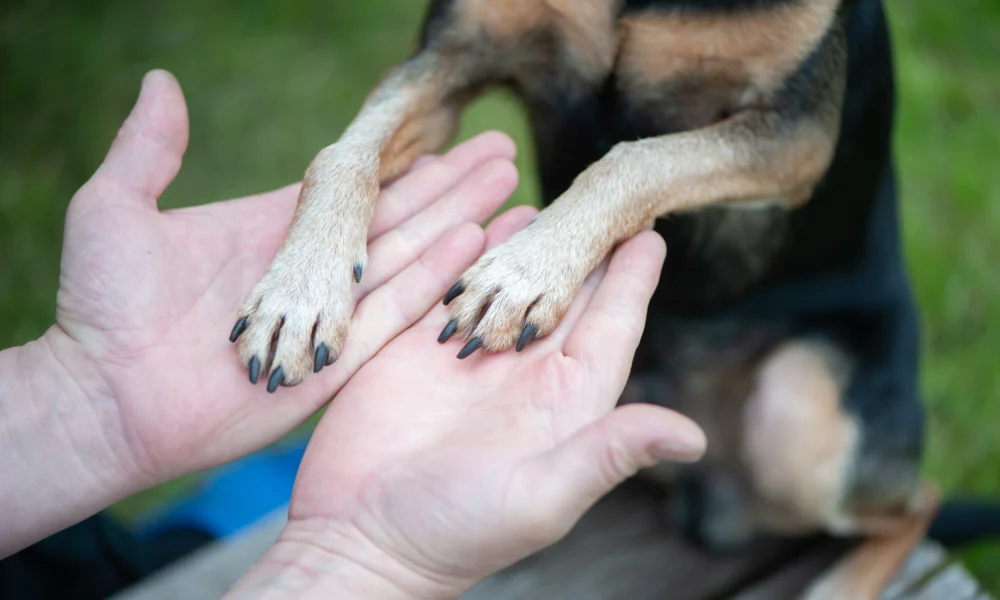 Comment couper les griffes de son chien ?