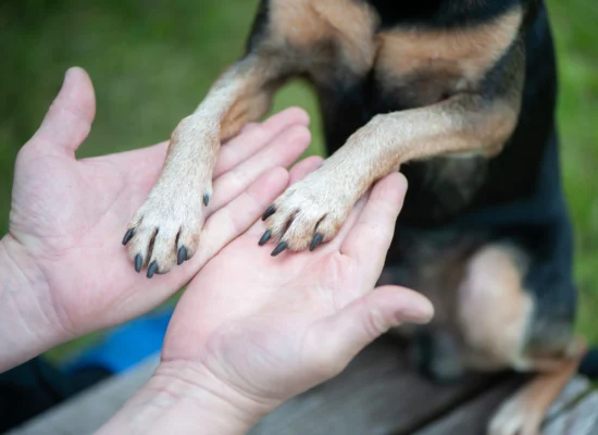 Comment couper les griffes de son chien ?