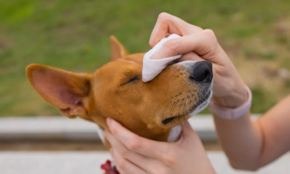 Comment Nettoyer les Yeux de Votre Chien pour une Santé Oculaire Optimale