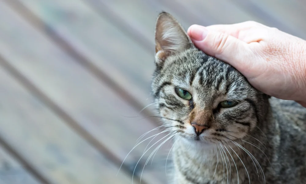 Chat qui se gratte les oreilles