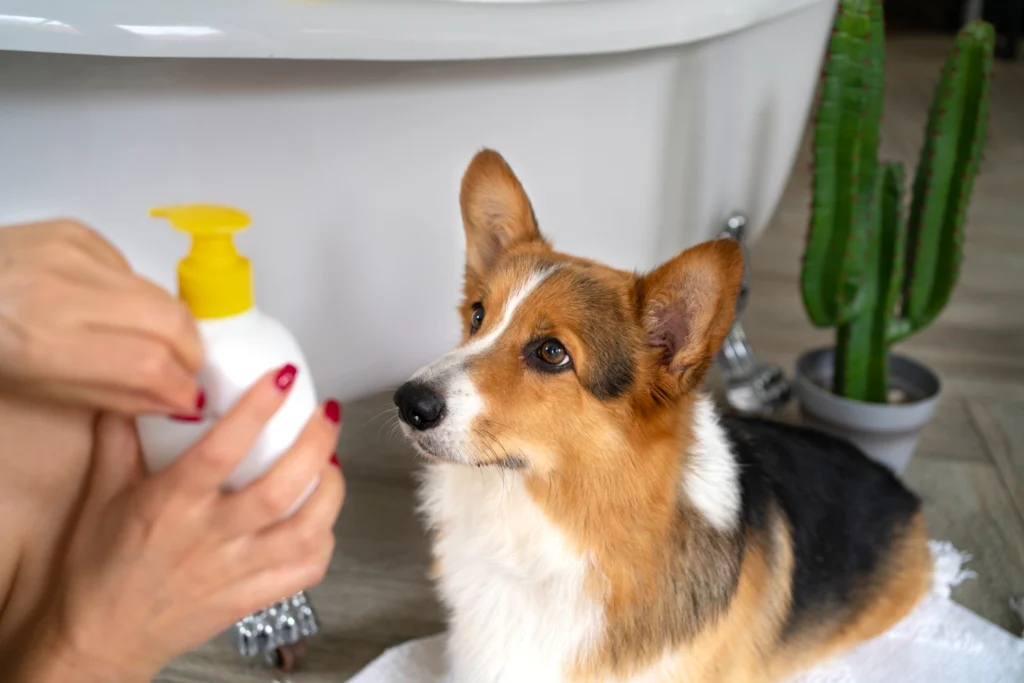 nettoyage yeux chien : utilisation de gels, lotion...