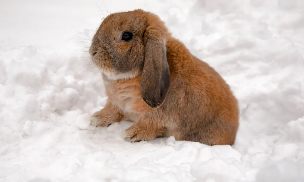 Lapins nains : petites boules de poils, grands besoins