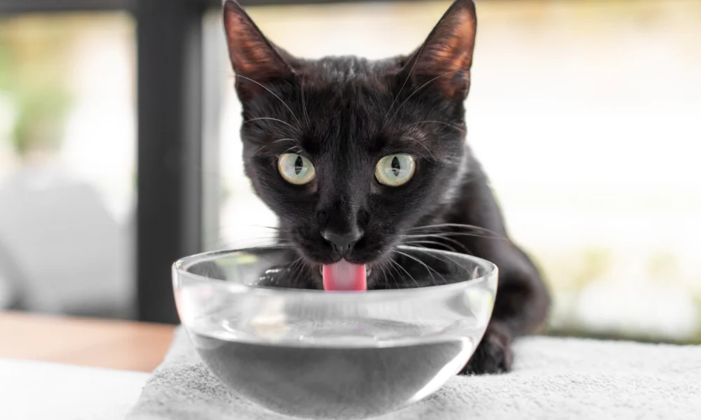 Comment hydrater un chat qui refuse de boire ?