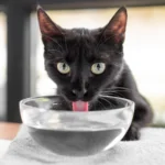 Comment hydrater un chat qui refuse de boire ?