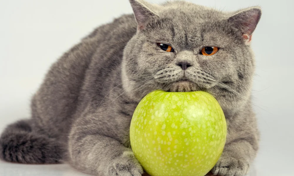 chat obèse avec de la nourriture