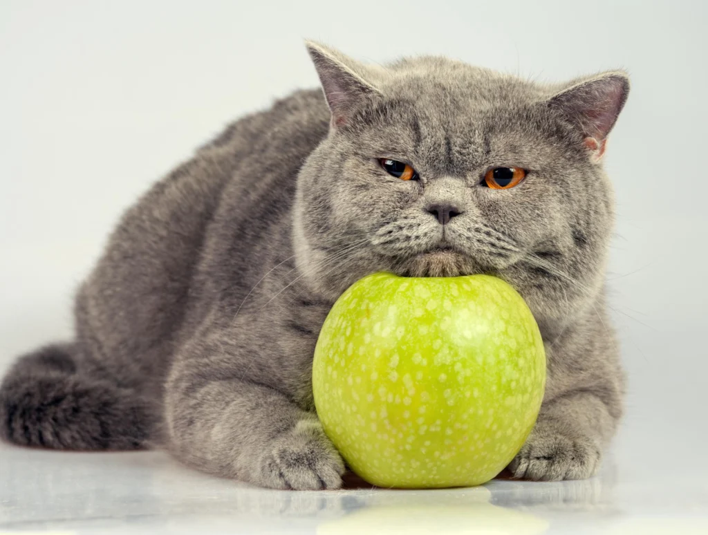 chat obèse avec de la nourriture