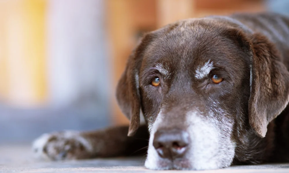 Comment enlever les tiques sur un chien ?