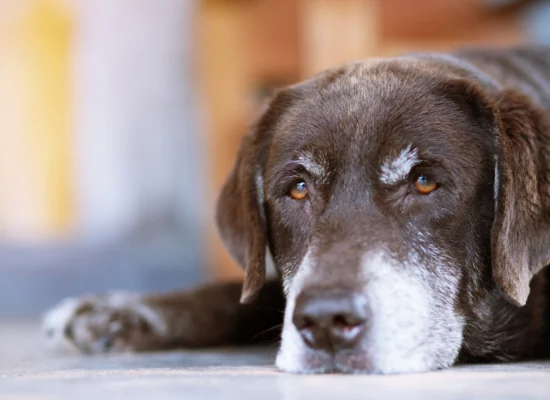 Comment enlever les tiques sur un chien ?