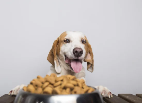 Quelle quantité de nourriture par rapport au poids de mon chien ?