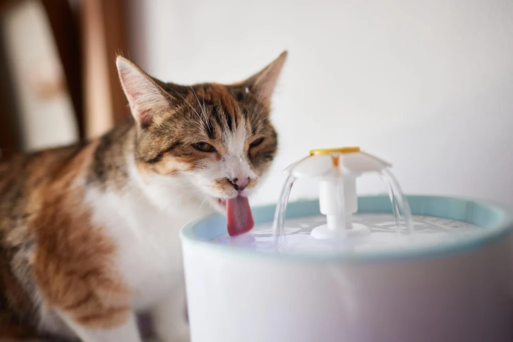 chat qui boit de l'eau dans une fontaine à eau