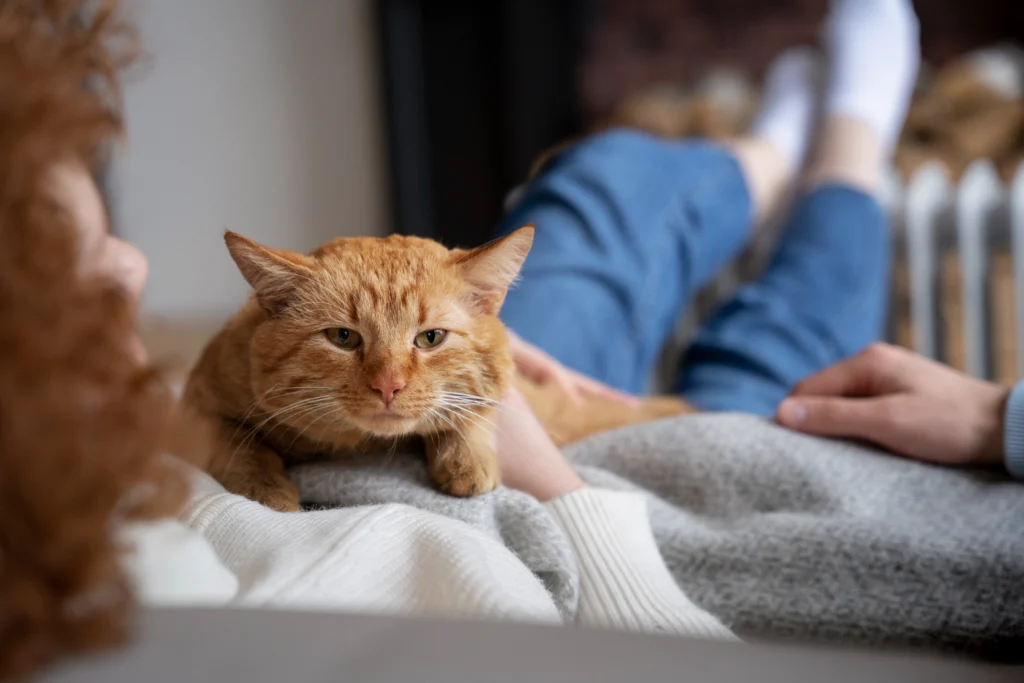 Les Allergies Chez les Chats : Symptômes, Causes et Diagnostic