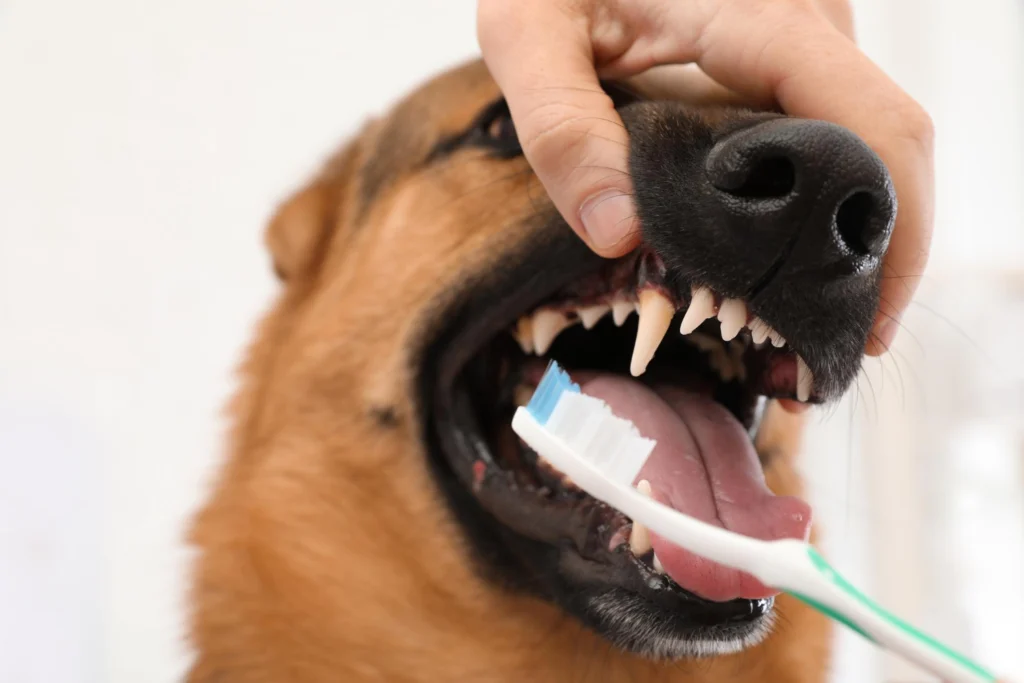 bien nettoyer les dents de son chien