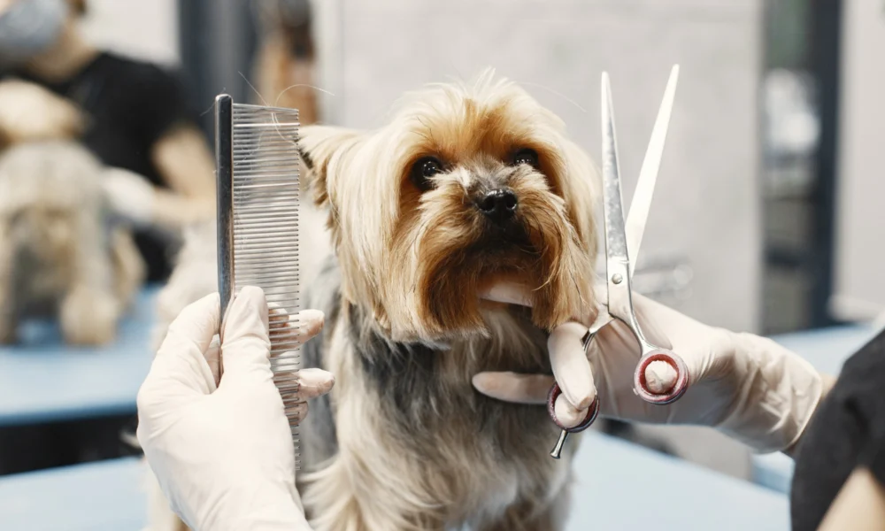 Quels sont les outils pour effectuer le toilettage de son chien ?