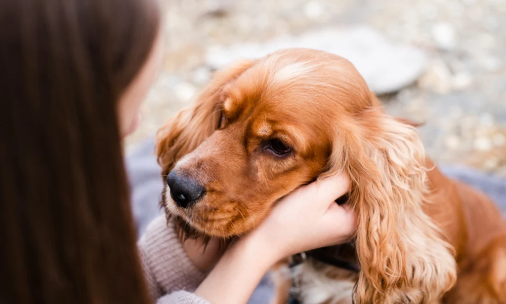 Comment nettoyer correctement les oreilles de son chien ?