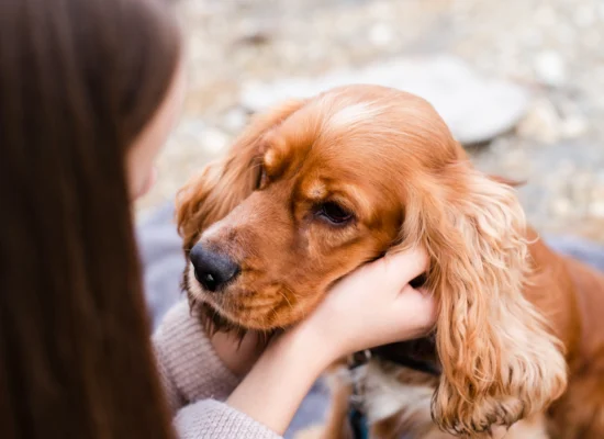 Comment nettoyer correctement les oreilles de son chien ?