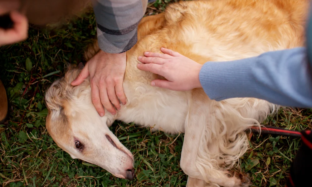 Résoudre les problèmes de peau chez les chiens