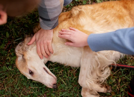 Résoudre les problèmes de peau chez les chiens