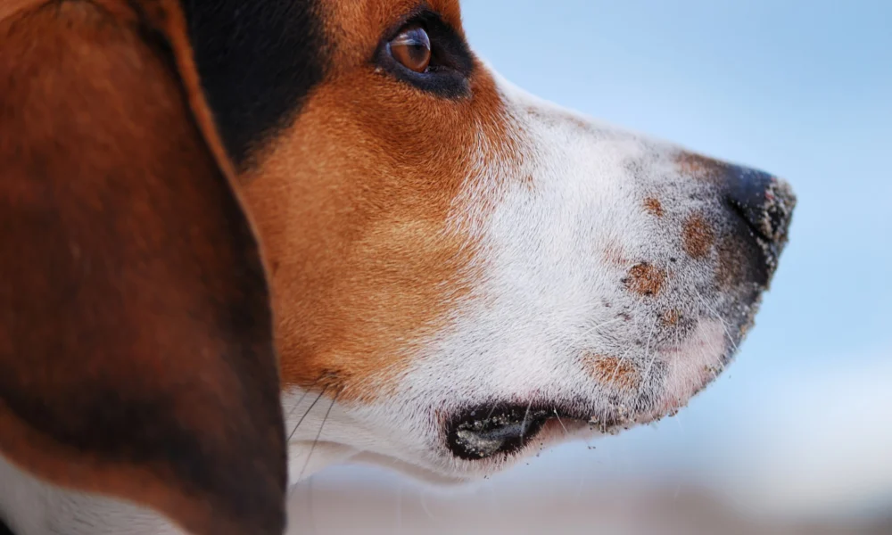 Que mettre sur la peau irritée d'un chien ?