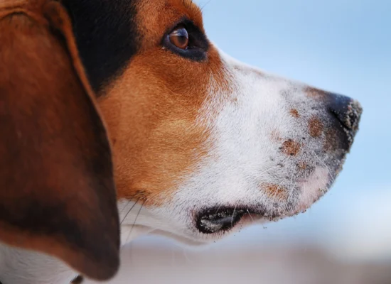 Que mettre sur la peau irritée d'un chien ?