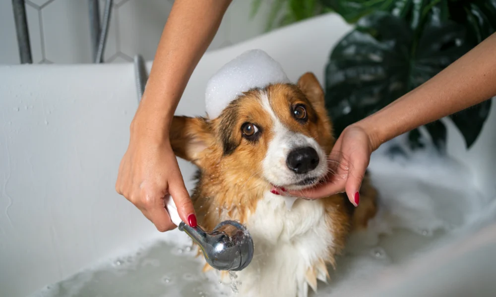 Peut-on laver un chien avec du shampoing pour humain ?