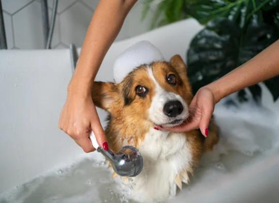 Peut-on laver un chien avec du shampoing pour humain ?