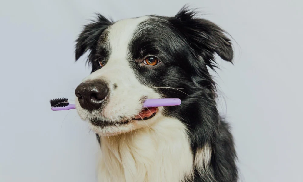 Comment brosser les dents de son chien ?