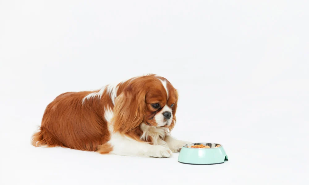 Les Fondamentaux de la Nutrition Canine : Comment Nourrir Votre Chien Sainement