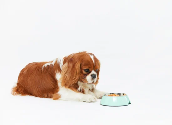 Les Fondamentaux de la Nutrition Canine : Comment Nourrir Votre Chien Sainement