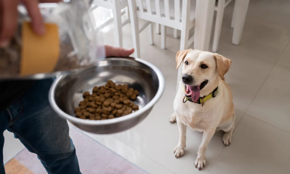 Quelle nourriture à adopter pour mon chien ?