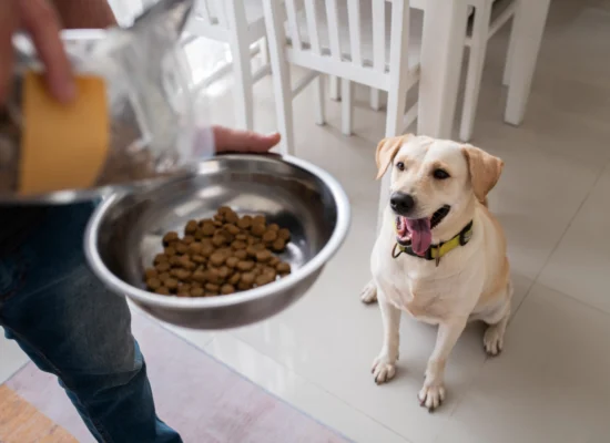 Quelle nourriture à adopter pour mon chien ?