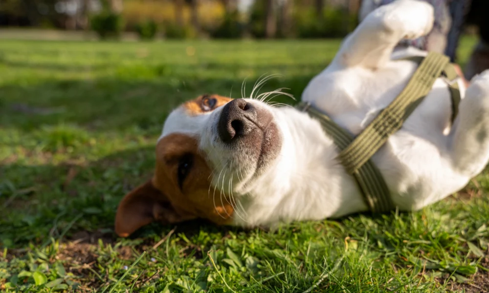 Quelle nourriture pour mon chien qui se gratte ?