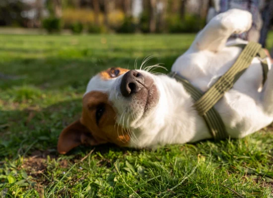 Quelle nourriture pour mon chien qui se gratte ?