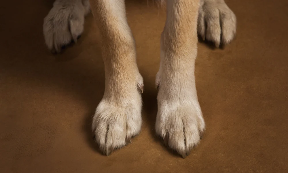 Comment nettoyer les pattes d'un chien ?