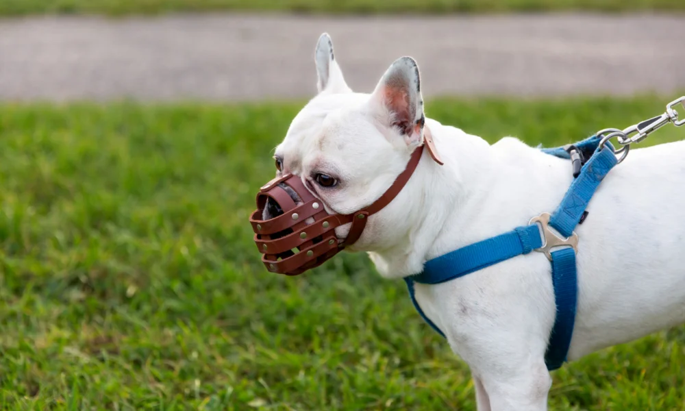 Combien de temps peut-on laisser une muselière à un chien ?