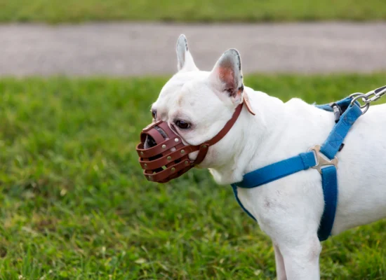 Combien de temps peut-on laisser une muselière à un chien ?