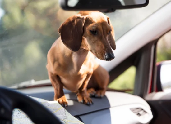 voiture protection chien