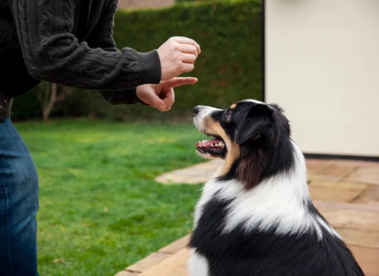 Clicker training : méthode d'entrainement pour chien