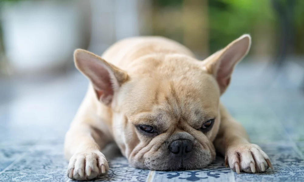 Comment prévenir et traiter l'anxiété de séparation chez les chiens ?