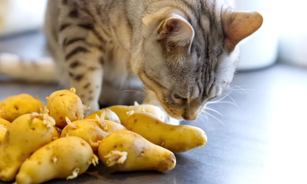 10 aliments toxiques pour les chats