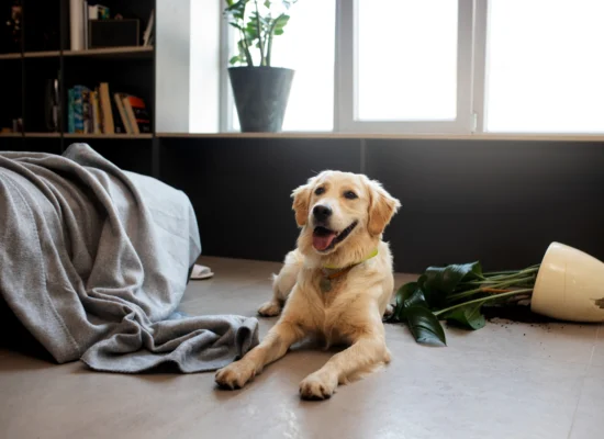 Combien de temps peut-on laisse son chien seul ?