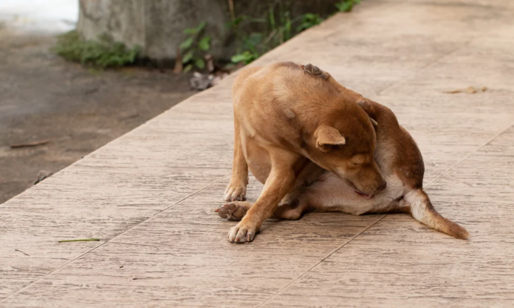 Est-il possible de promener son chien sans laisse ?