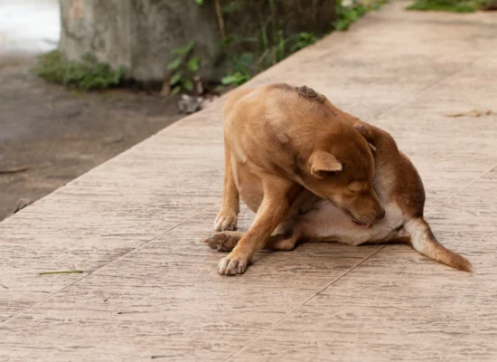 Est-il possible de promener son chien sans laisse ?