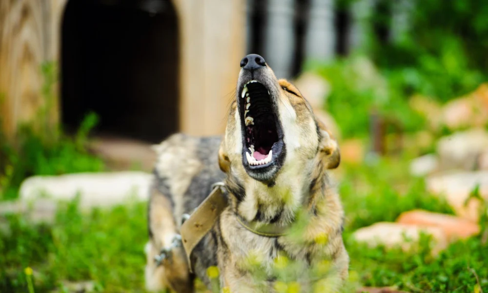 Comment calmer un chien agressif ?