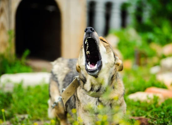 Comment calmer un chien agressif ?