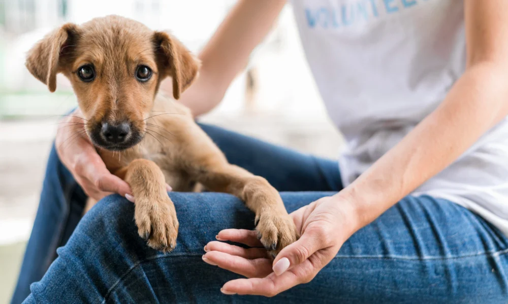 maladie de lyme chien