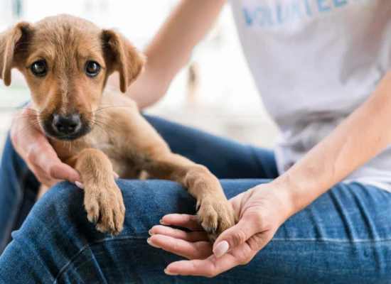 maladie de lyme chien