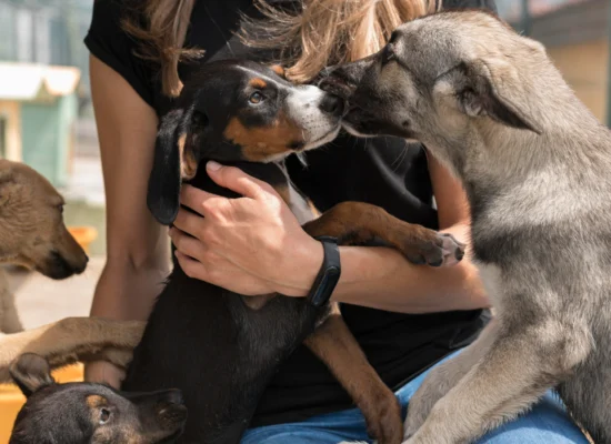 quelle race de chien choisir